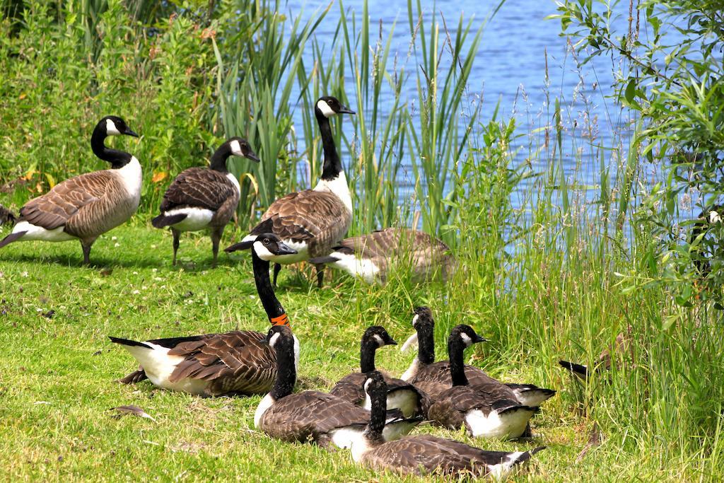 סאות' סרני Lake Pochard Holiday Lodges חדר תמונה